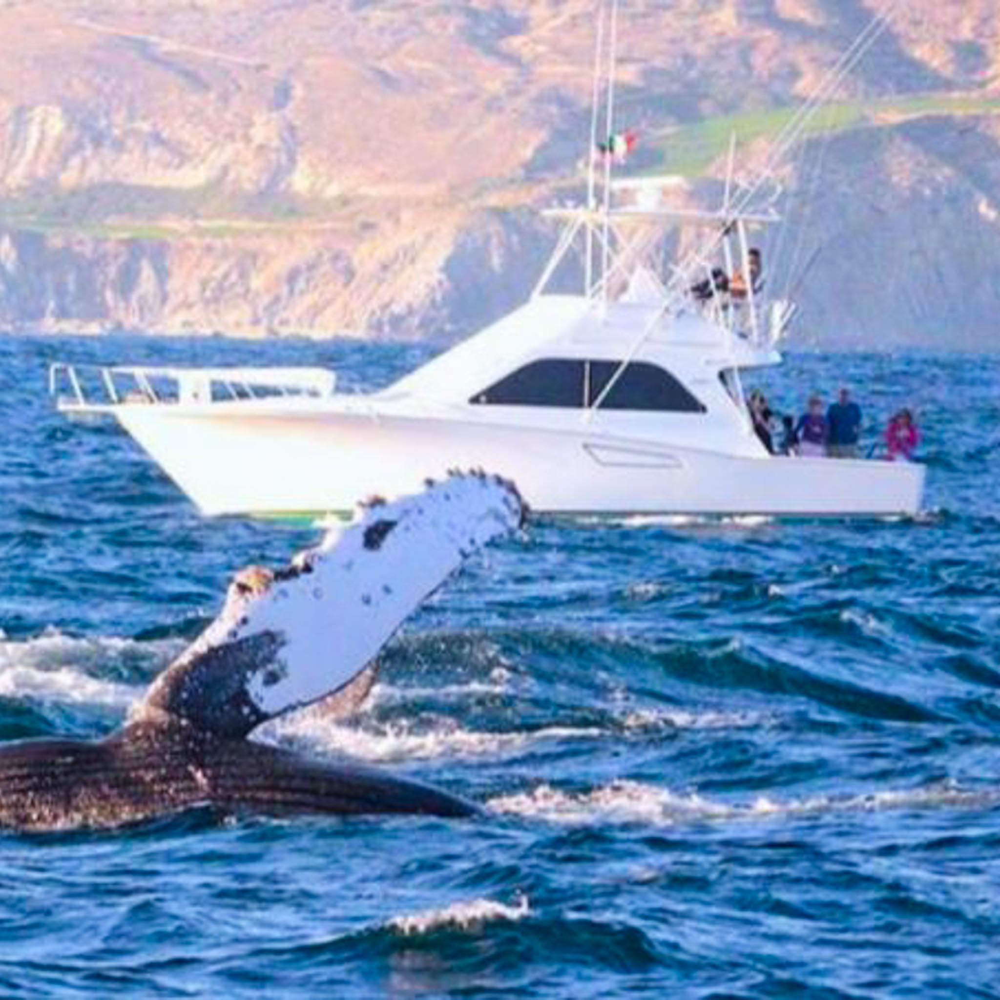 cabo-yacht-rental-superior-rental-charters-cabo-san-lucas-what-to-do-in-cabo-3